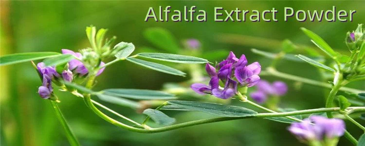 Alfalfa Extract Powder.png